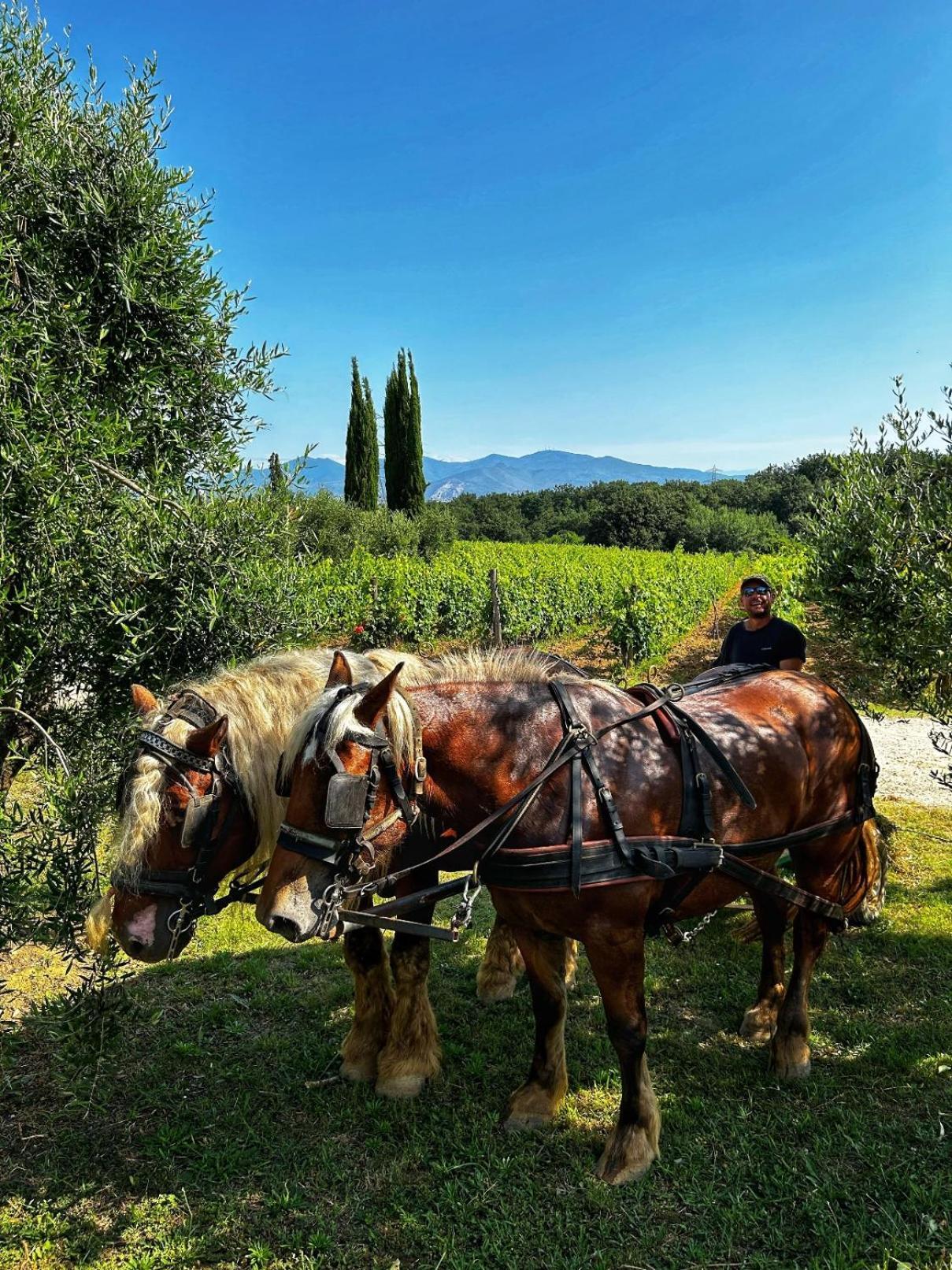 Agriturismo Gli Archi Fauglia Bagian luar foto