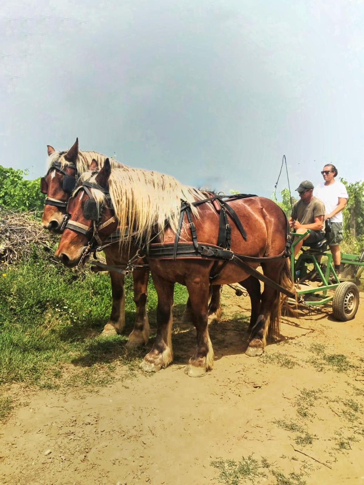 Agriturismo Gli Archi Fauglia Bagian luar foto