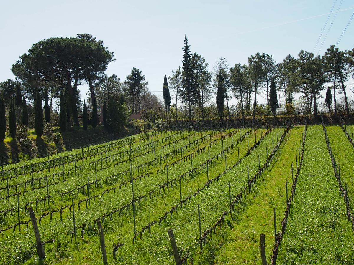 Agriturismo Gli Archi Fauglia Bagian luar foto